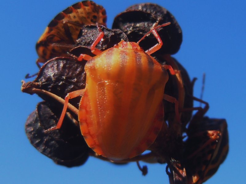 Pentatomidae da Arzachena (OT): Graphosoma lineatum lineatum